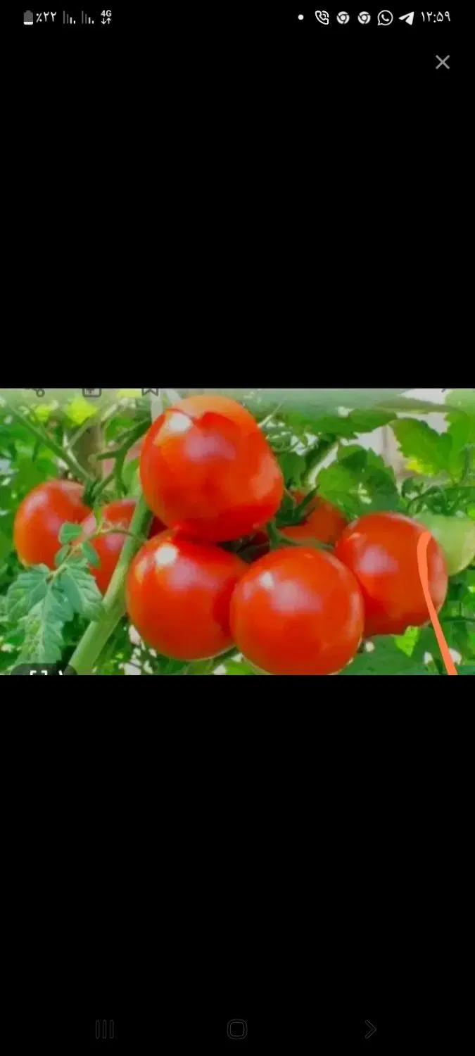 اجاره مزرعه گوجه فرنگی