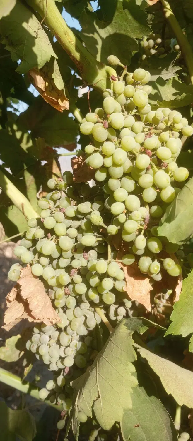 فروش باغ