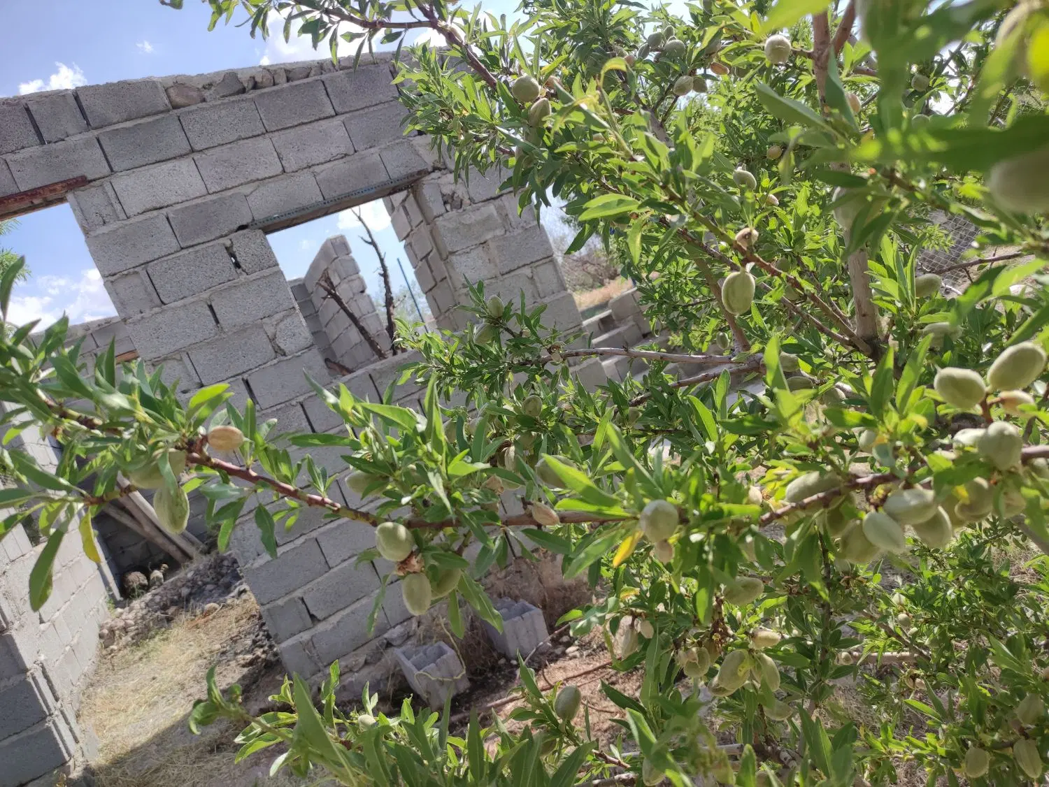 باغ دلنشین در اسکو