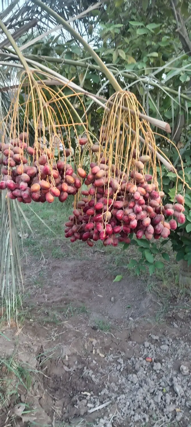 فروش زمین در شهداد