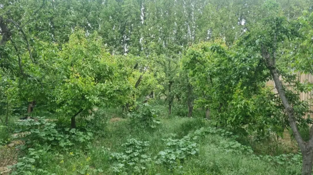 باغچه