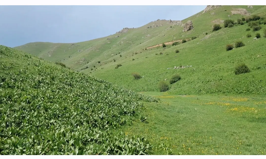 زمین سند دار