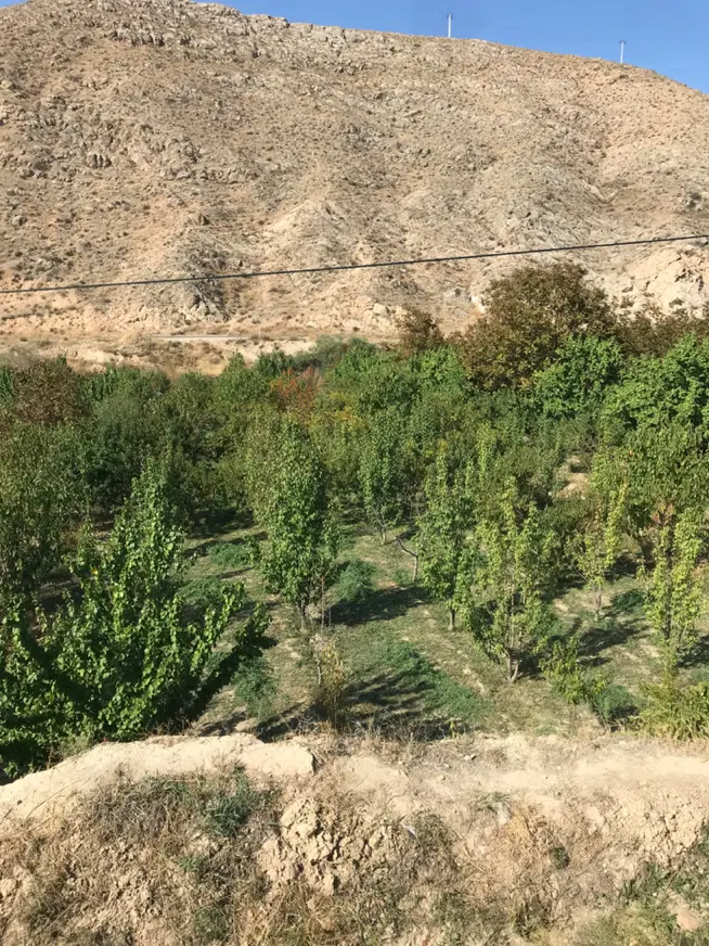 باغ