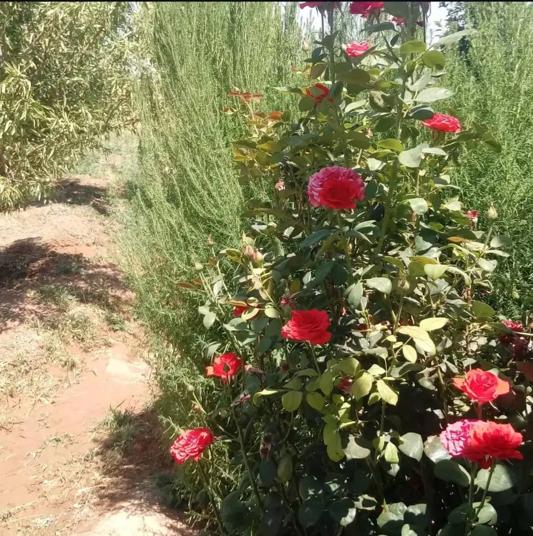 باغ و باغچه با آب و برق دارای سند در همدان