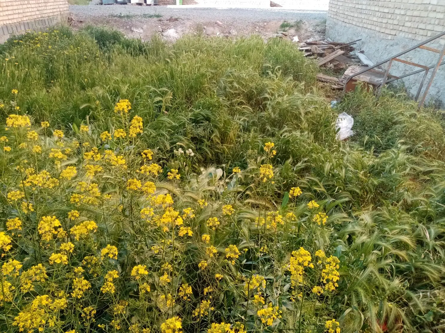 زمین مسکونی با تمامی امکانات آب برق گاز