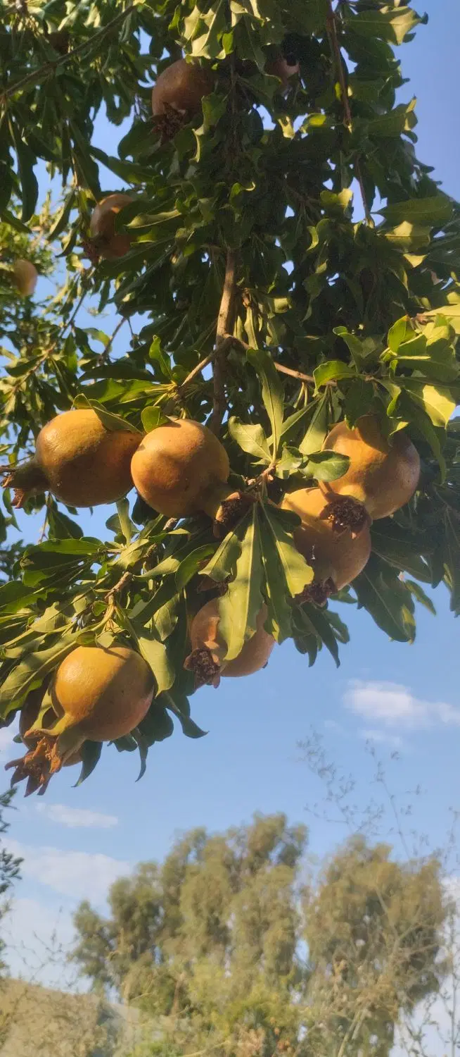 باغچه کرونی