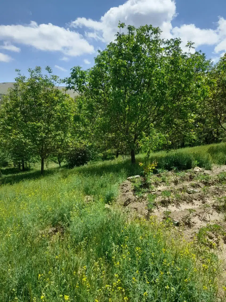 فروش باغ