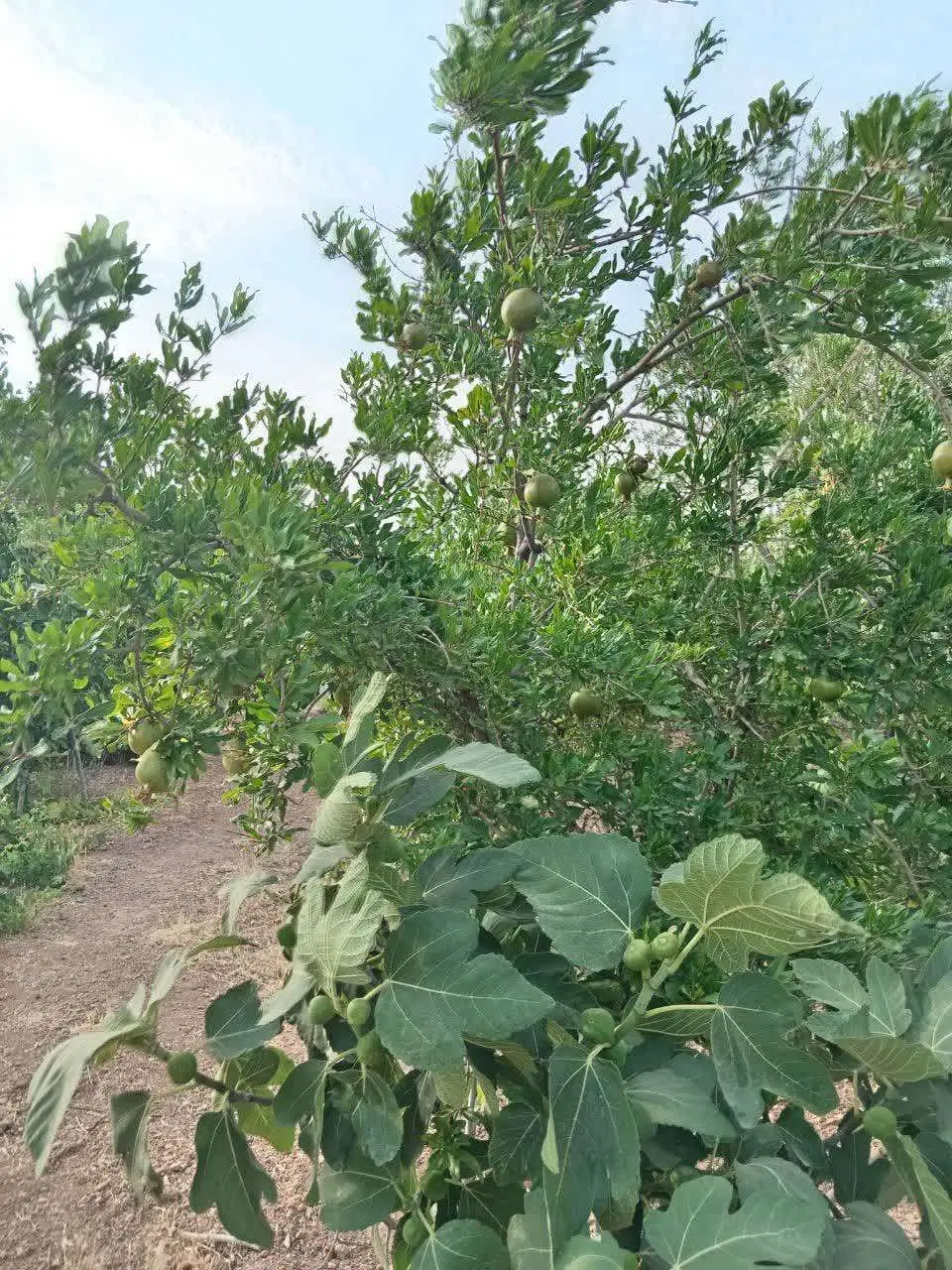 3500 متر باغ در مزارع 17 جوی قنوات