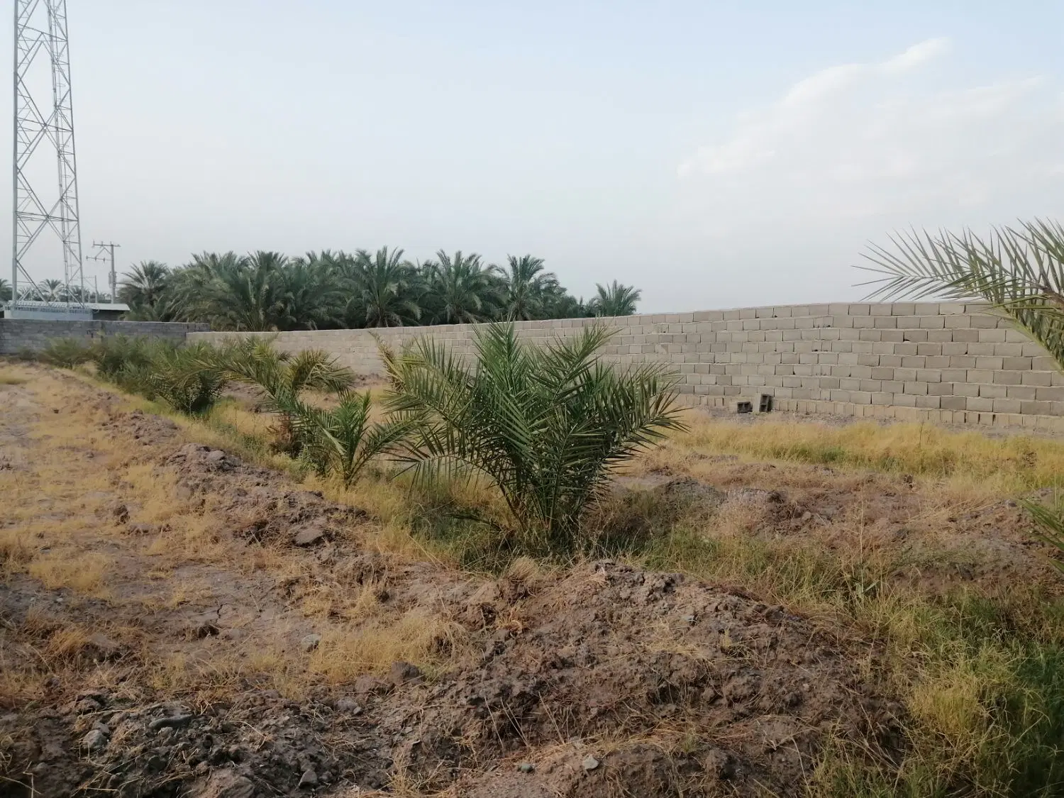 فروش باغ در زیدآباد بم