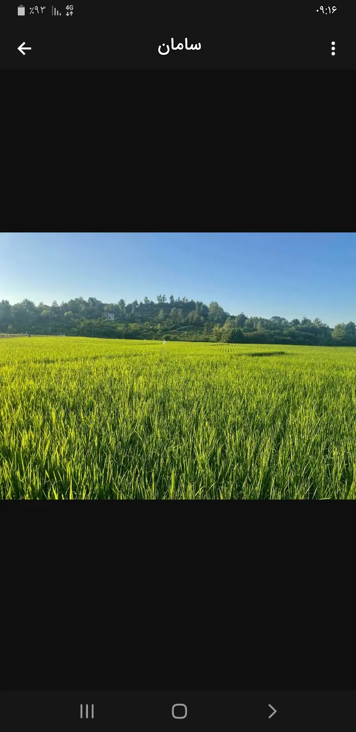 ۸۰۰۰ مترشالیزار سنتی دریکی از روستاهای برند شفت