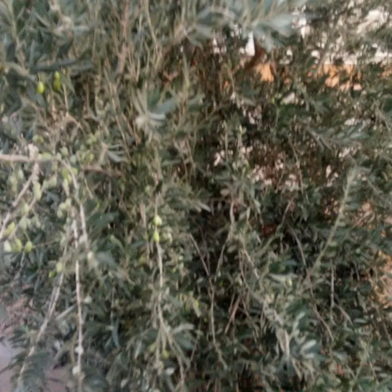 ۲طبقه اراک