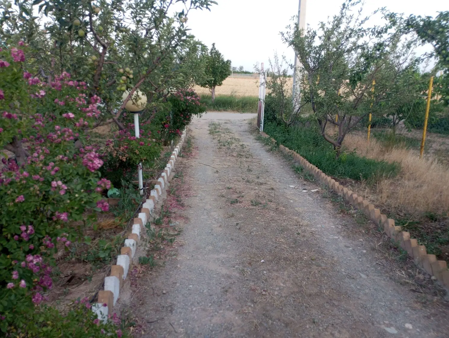 باغ شهر فرهنگیان گل نرگس