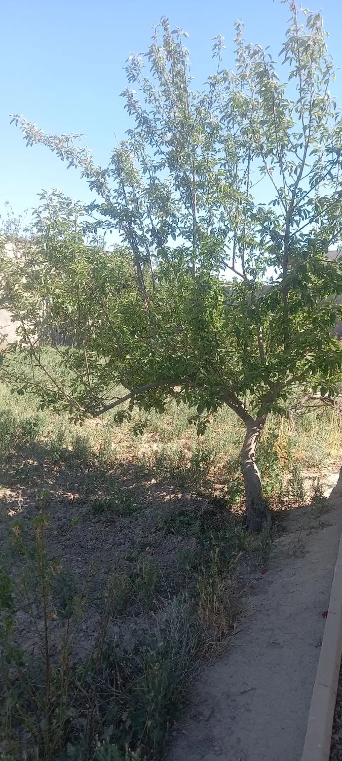 باغچه اسفند آباد ملارد