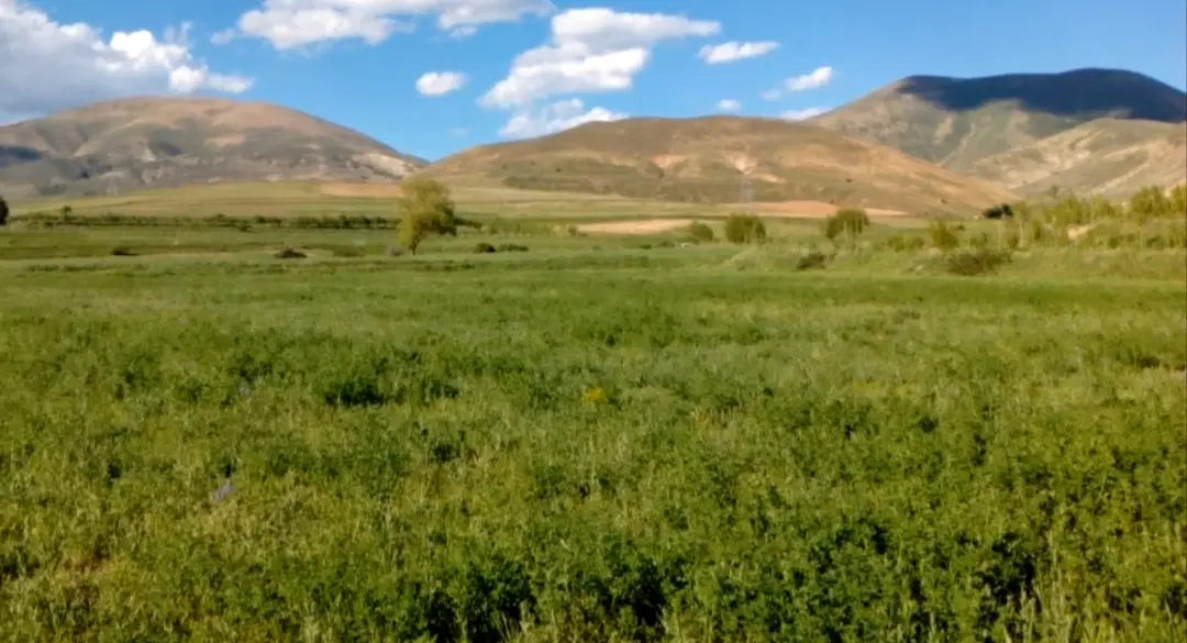 زمین مزروعی