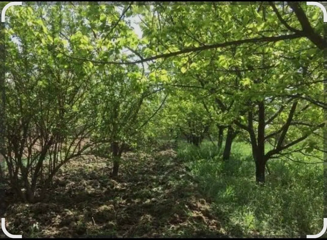 زمین باغی