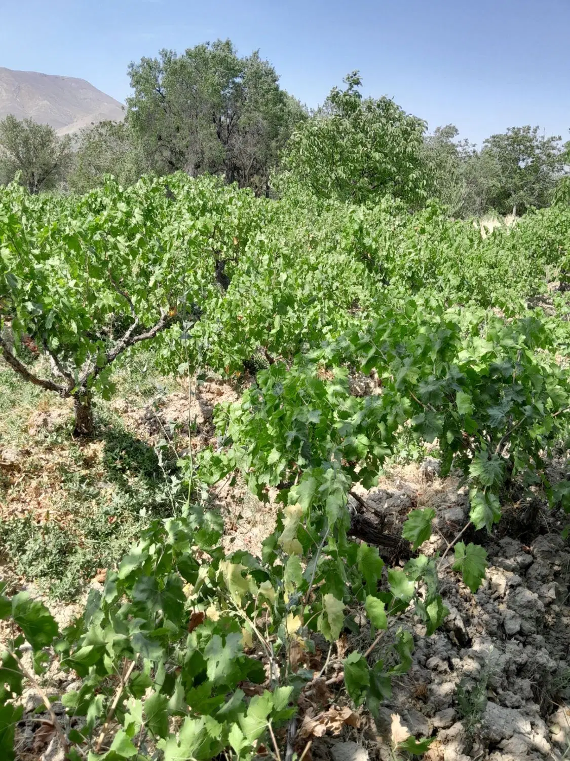 باغ انگور در روستای مزلقان