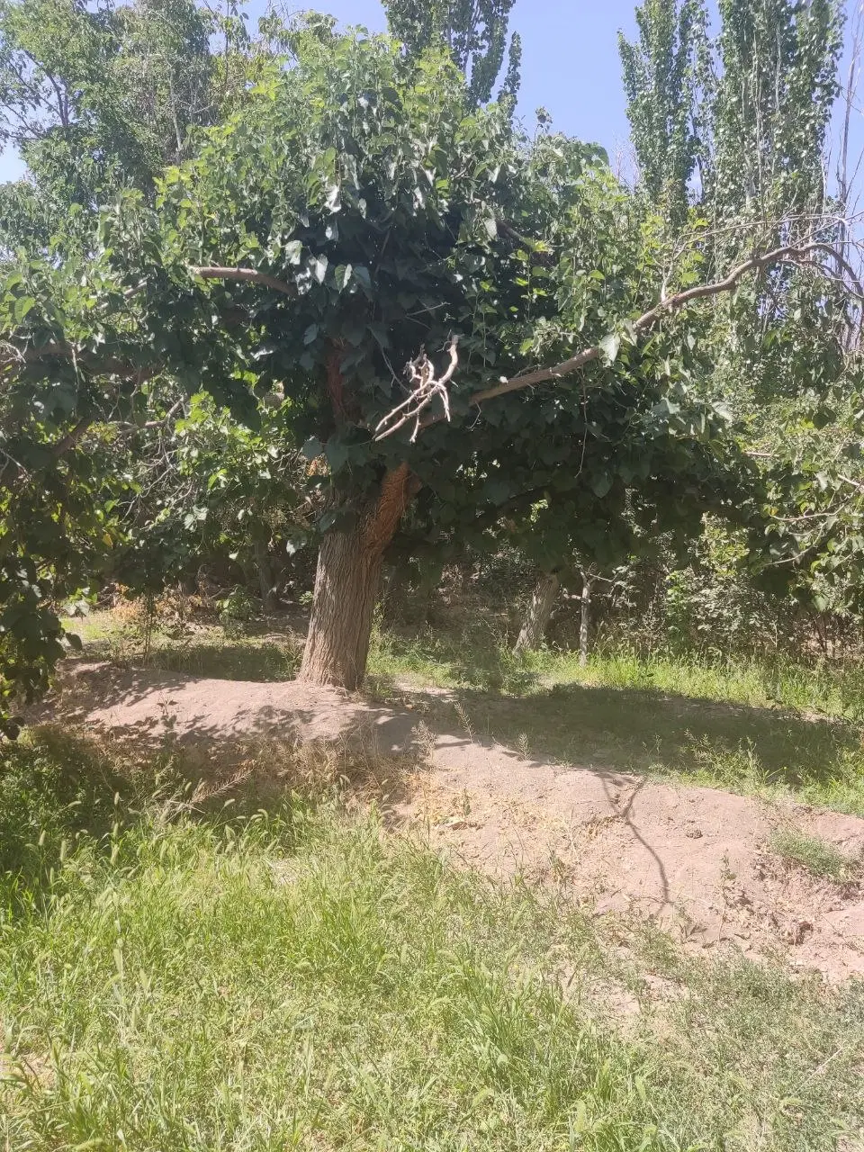 فروش باغ پر درخت در روستای سرسبز کلهرود