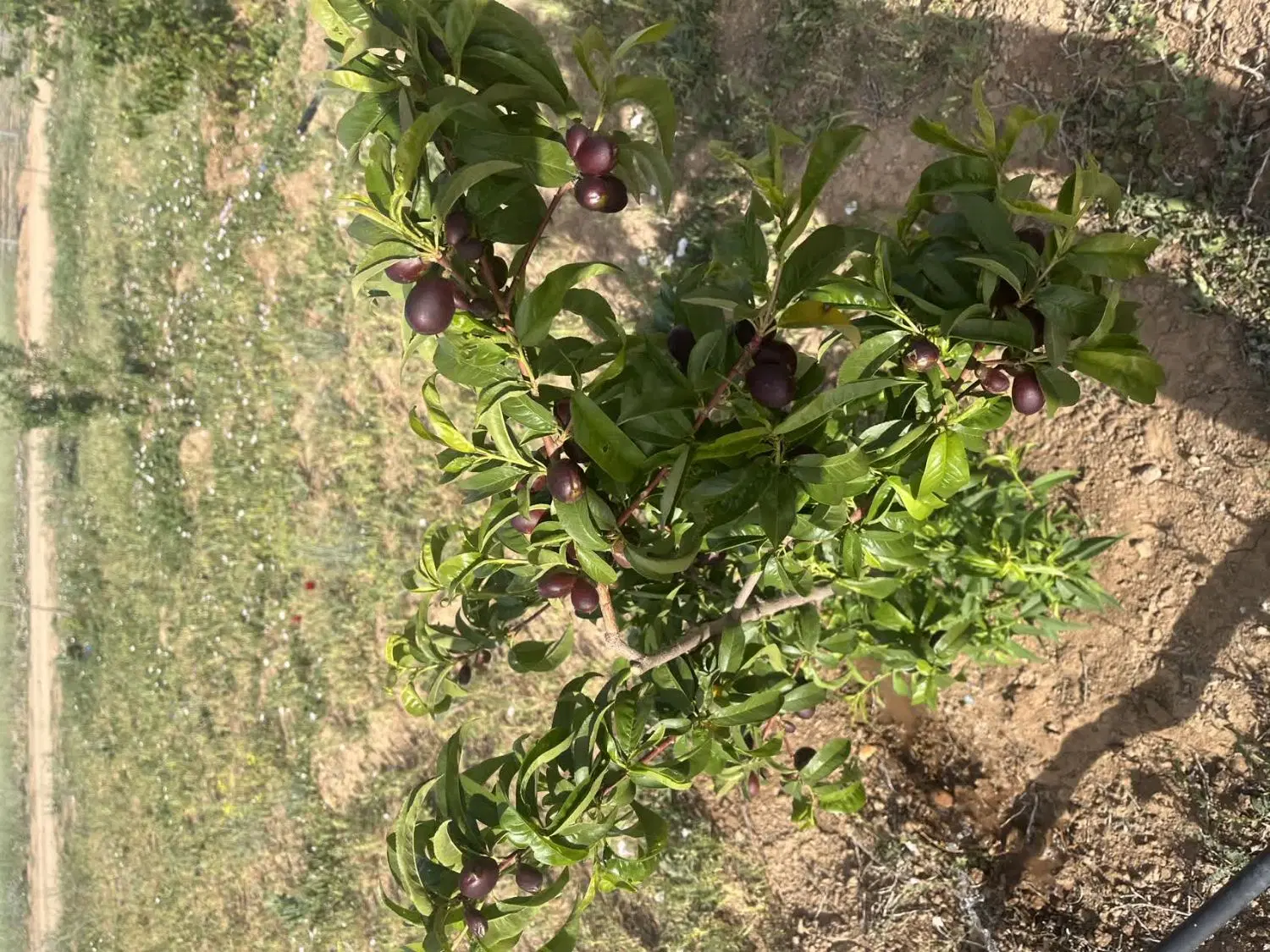 زمین باغی ۲۵۰ متری