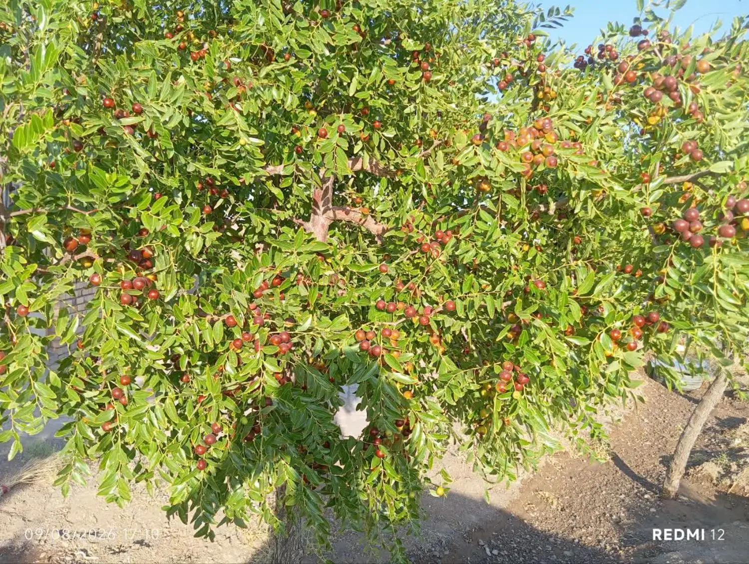 فروش زمین کشاورزی همراه با اب و محصولات
