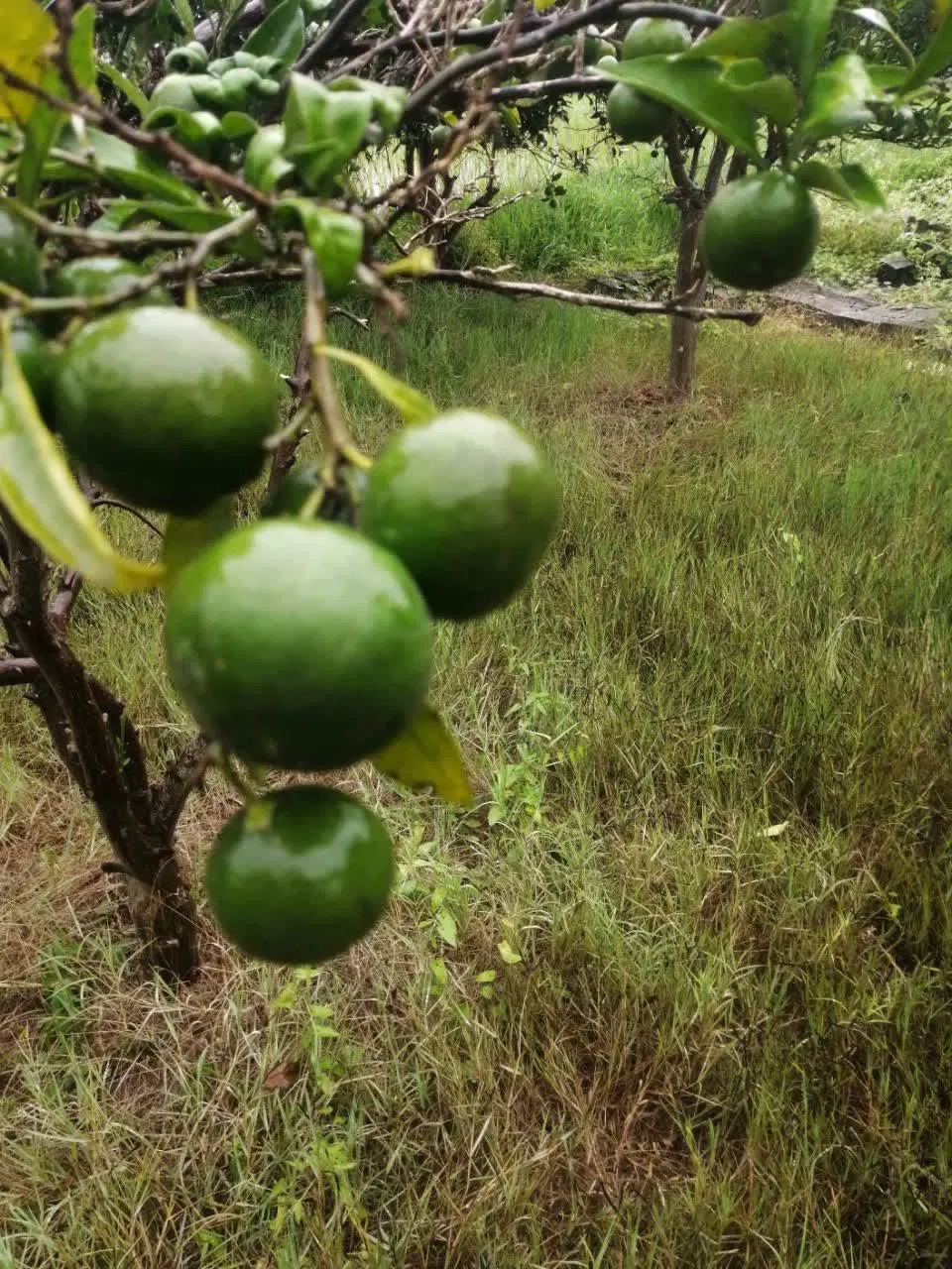 زمین و باغ