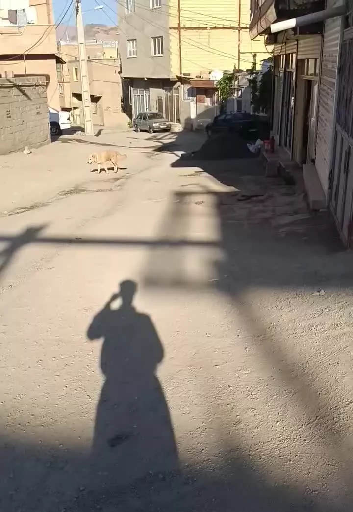 زمین نایسر خیابان حیران