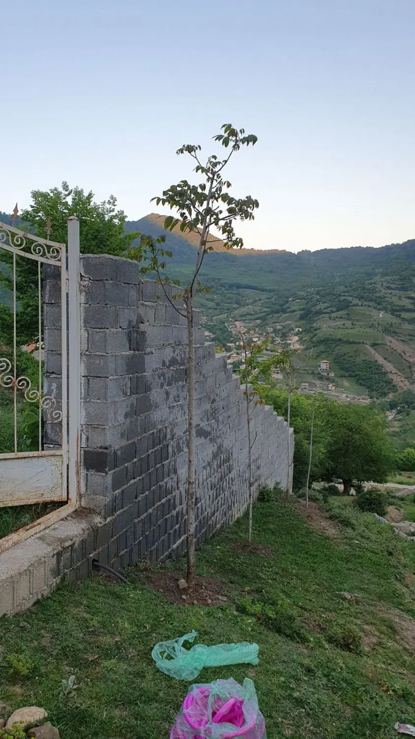 زمین 200متری در لاویج باسند عرصه و عیان آگهی شخصی