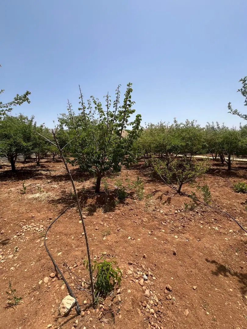 باغ با درخت ثمری دالین