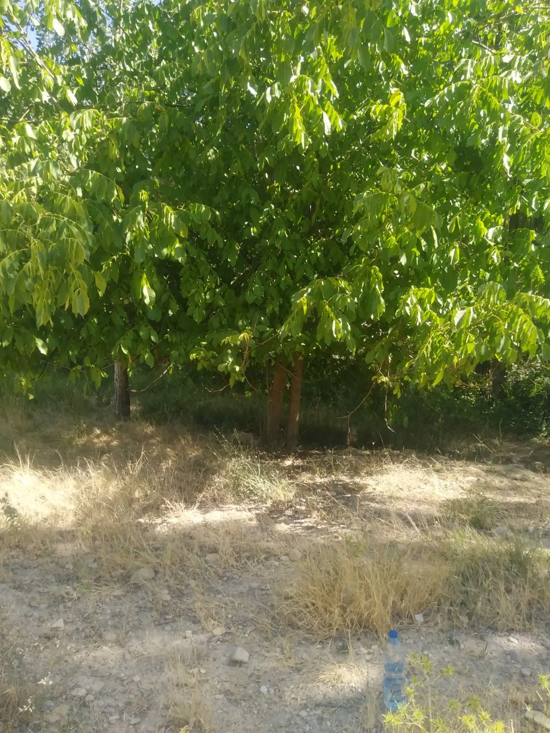 1400متر زمین باغی مختار