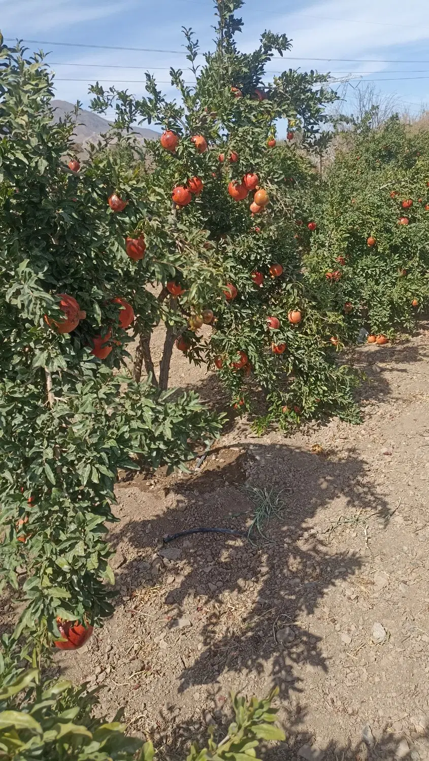 زمین خانه ویلایی اندیس