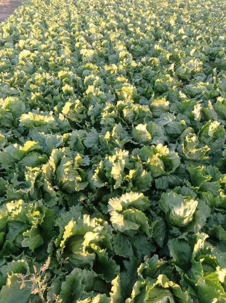 اجاره ۵ هکتار زمین قطره ای با ۱۳ هزار متر گلخانه