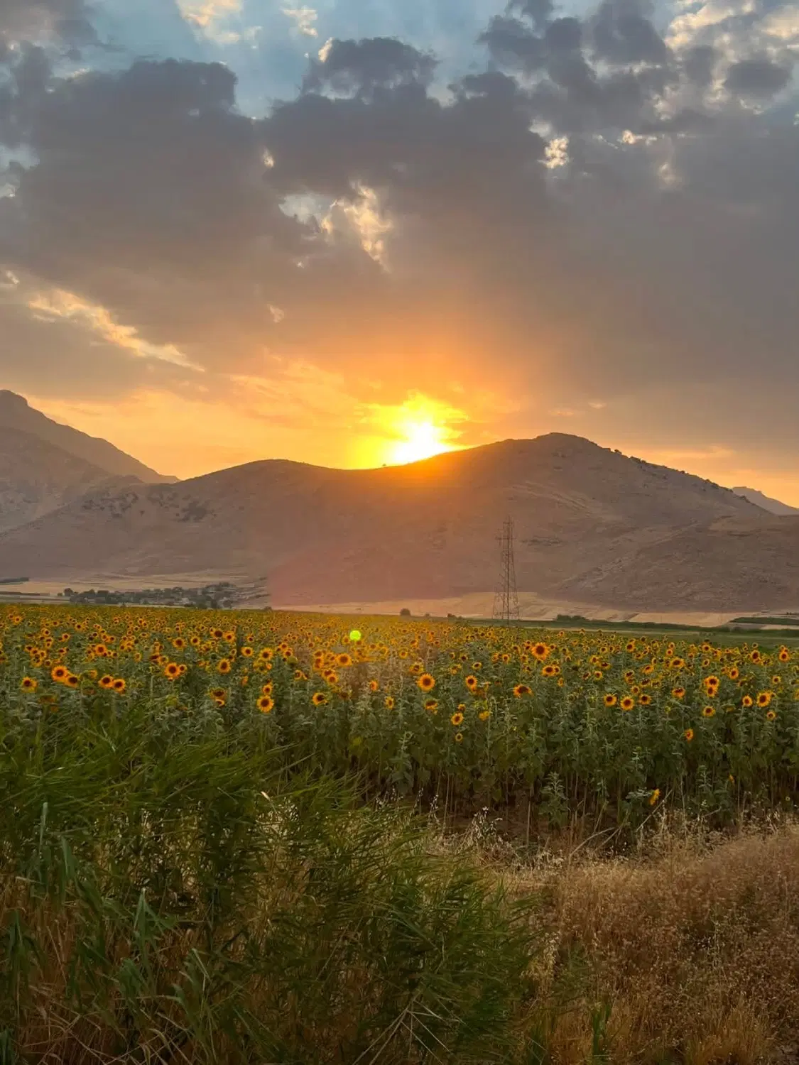 اجاره_زمین_کشاورزی_میاندربند