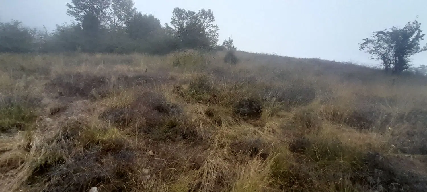 زمین باغی