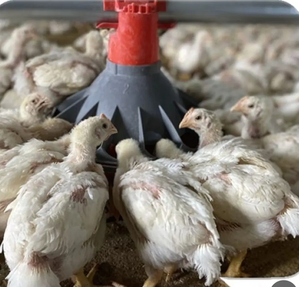 مرغداری گوشتی، شیروان و حومه