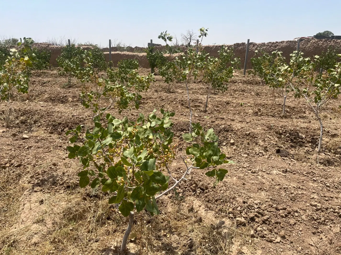 باغ دسته دیزج