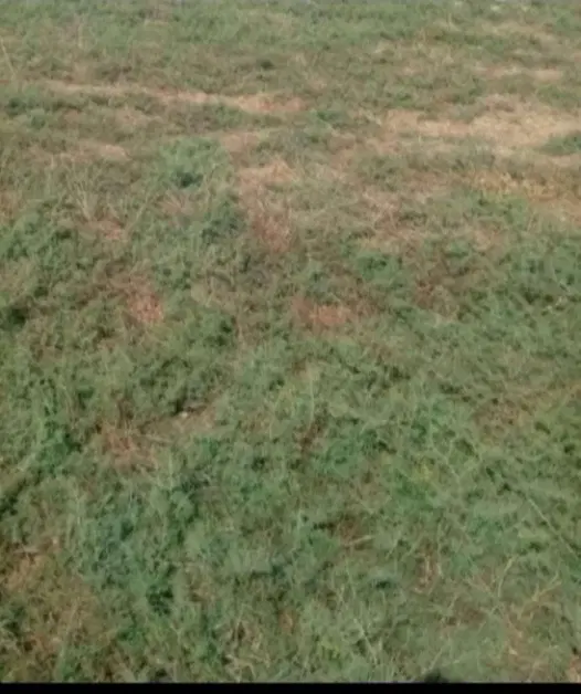 ۴۷۰ متر زمین مسکونی در روستایی سعد آباد فندرسک