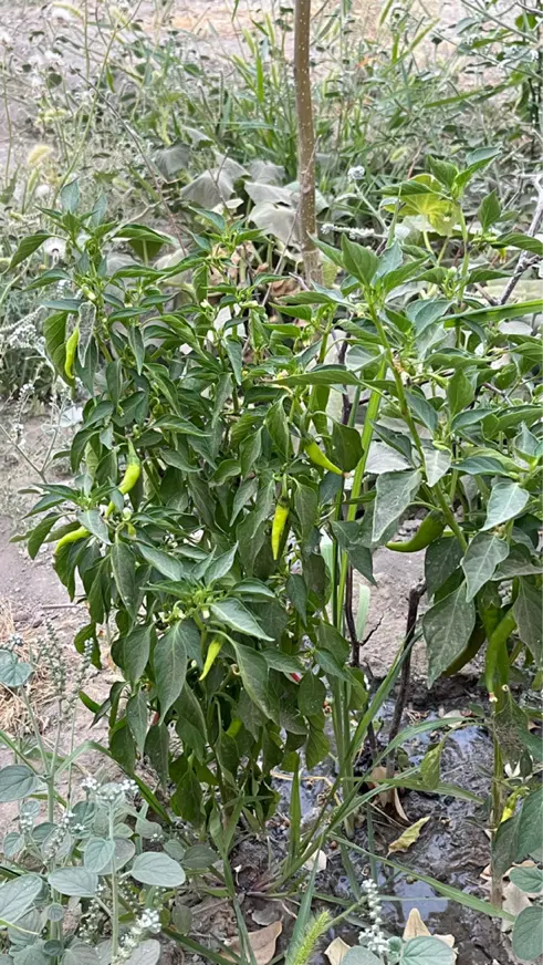 باغچه ویلا