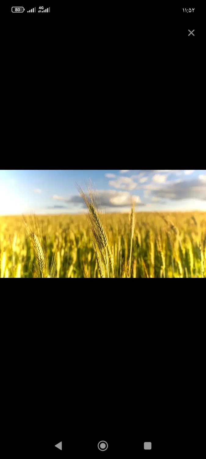 زمین کشاورزی سلیمانی