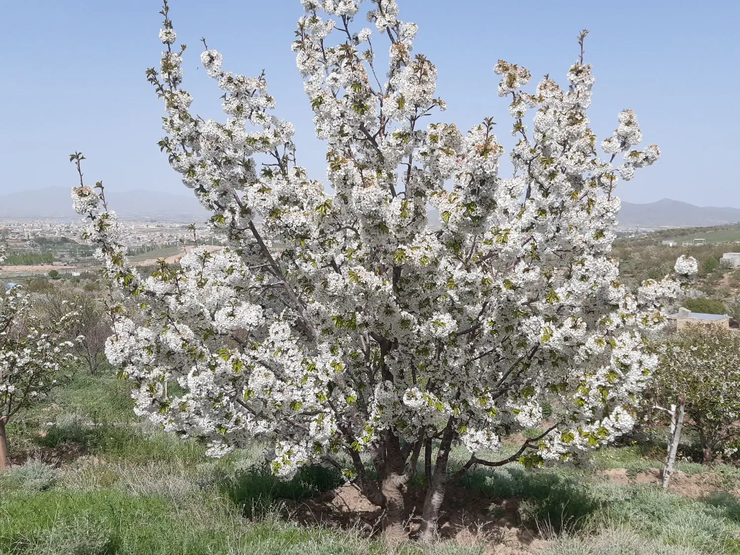 باغ قطره ای در شهرستان اهر