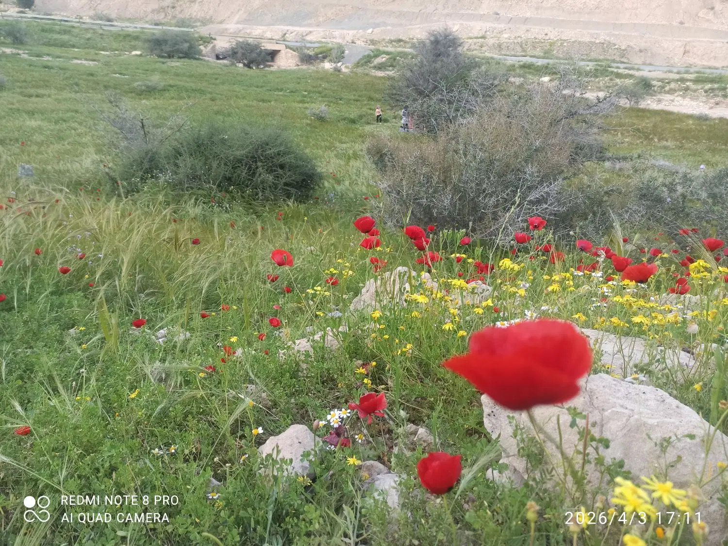 باغ جاده قیر تا قبل دو راهی سیمکان