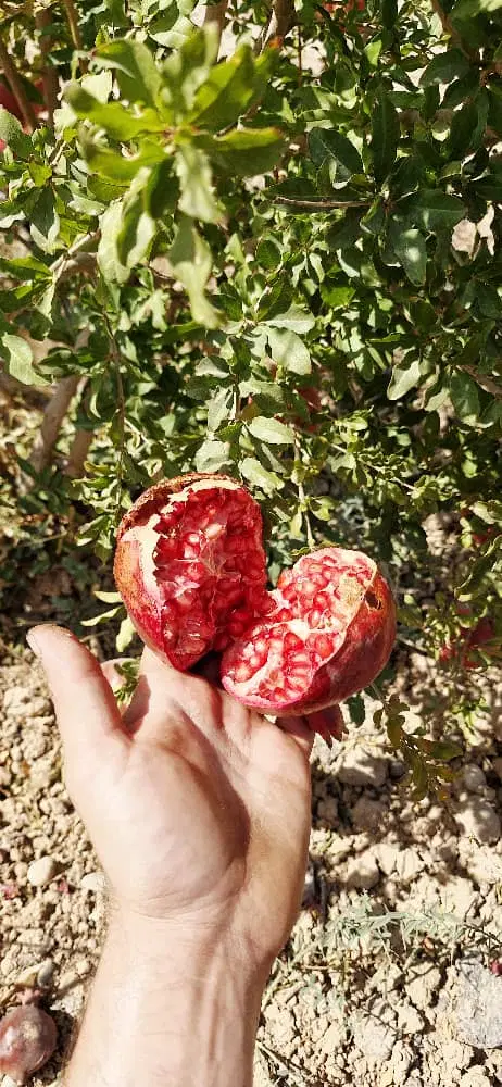 باغ انار با دیوار و ساخت و استخر
