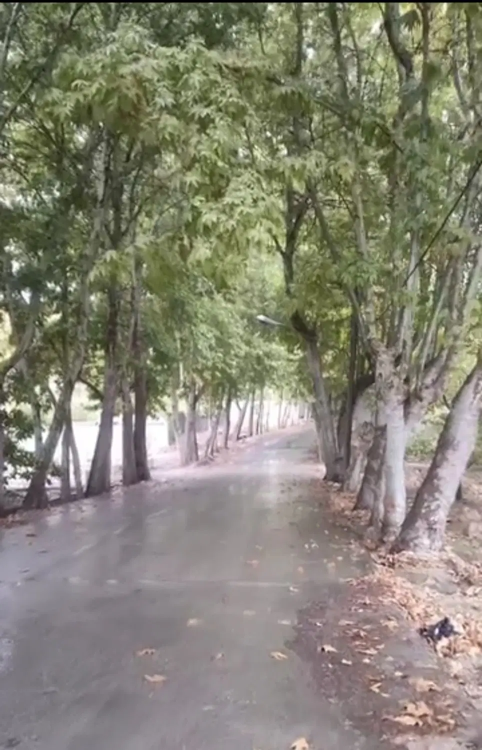 باغ گردویی فسارود