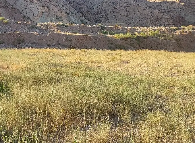 زمین داخل شهر با کاربری کشاورزی