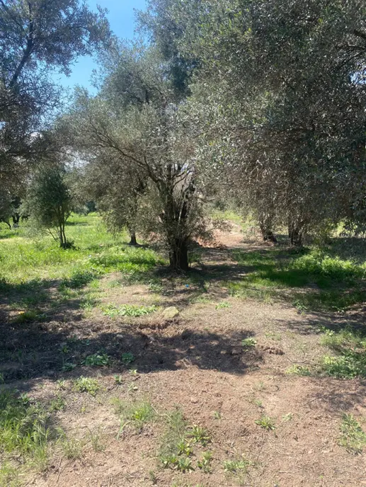 دو قطعه زمین