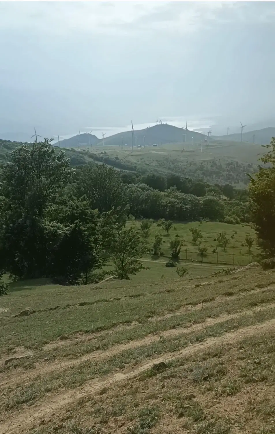 زمین جنگلی