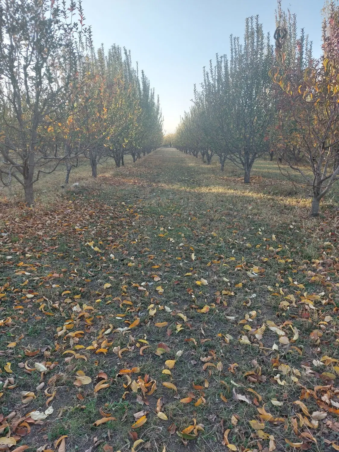 زمین 1000متری ویلایی