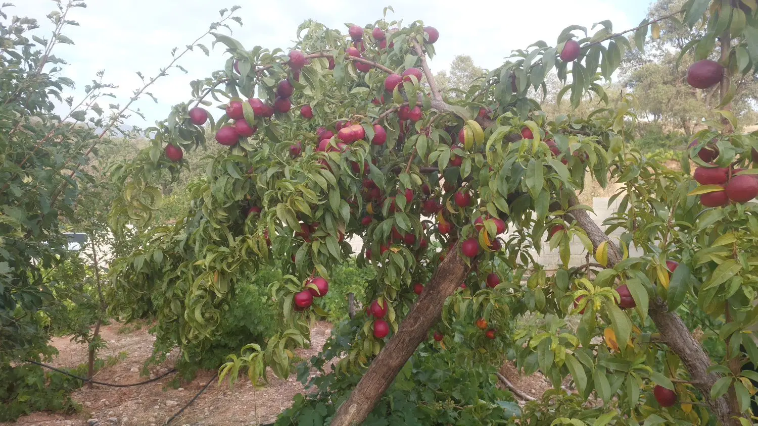 فروش باغ ثمری در یاسوج