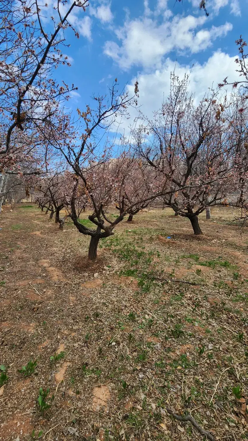 باغ در روستای آستانه به قیمت رسیده