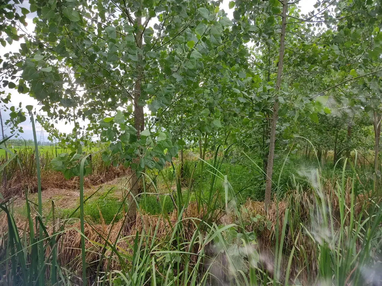 زمین باغی دوهزار متری ارزان