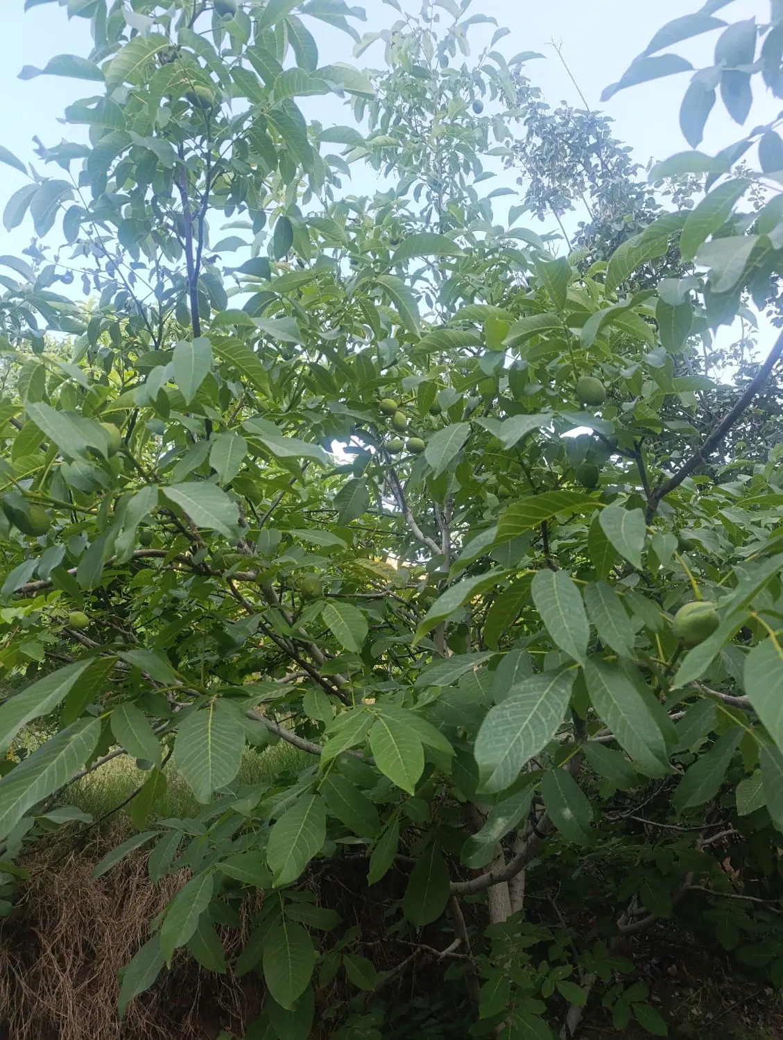 فروش چند قطعه باغ شیک