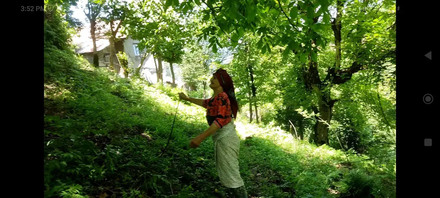 زمین مسکونی ۲۰۲ متر در لنگرود